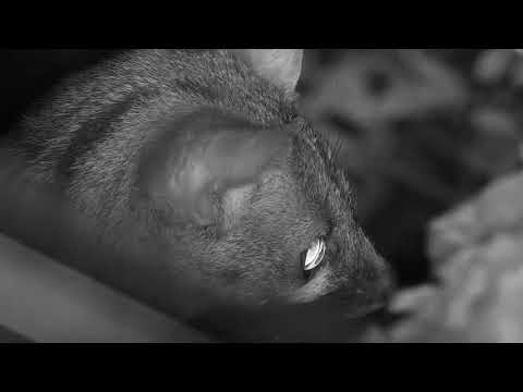 Djuma: One or two Large Spotted Genets below the cam hunting? - 23:05 - 10/24/20