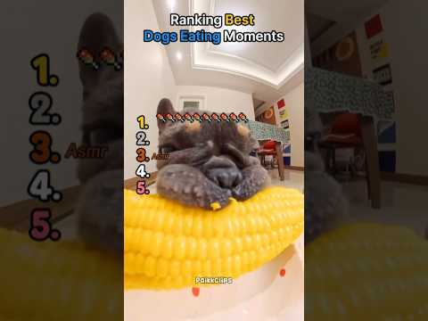 Ranking Best Dogs Eating Moments 🐶 #viral