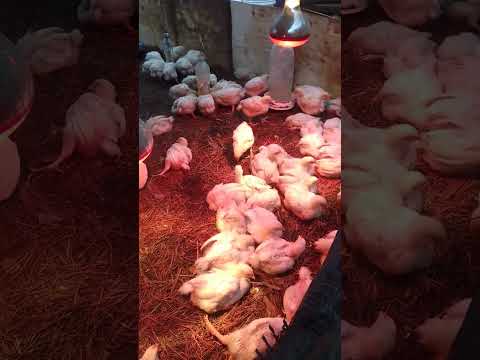 pollos de engorde en las localidad del distrito de Huarin provincia Lauricocha departamento Huánuco