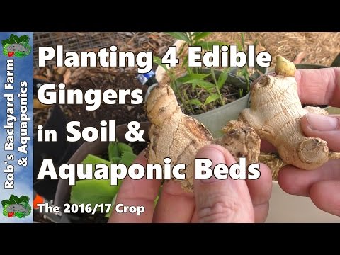 download lagu mp3 mp4 Ginger Varieties, download lagu Ginger Varieties gratis, unduh video klip Ginger Varieties