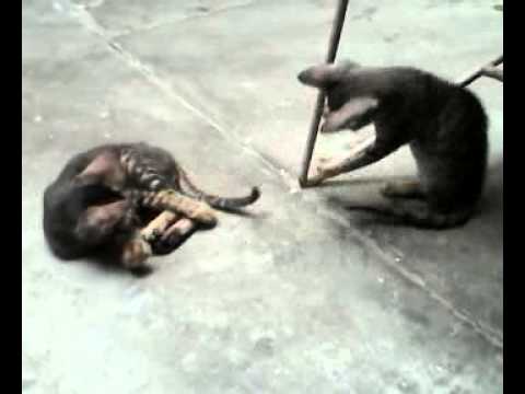 Deepika and anushka playing , sexy kittens