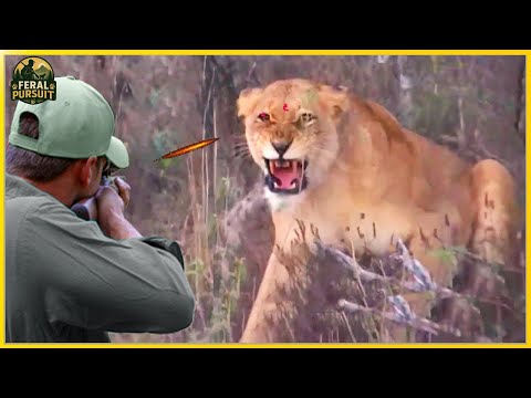 Guns vs. Arrows in Africa – Who Wins the Deadly Challenge of Lion Hunting in Kenya?