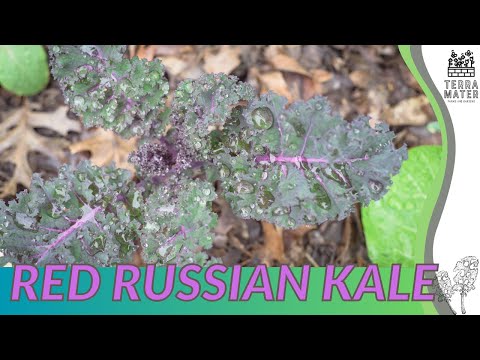 Growing RED RUSSIAN KALE: Quick Tips for (Brassica oleracea var. acephala 'Red Russian')