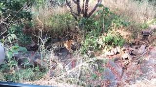 preview picture of video 'Panna tiger reserve, Khajuraho'