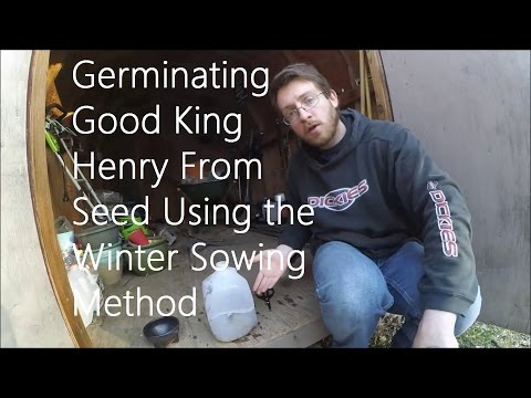 How to Germinate Good King Henry from Seed Using the Winter Sowing Method