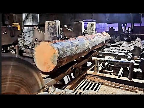 Watch as we take on a Massive 42- Foot Pine Tree with a Solid Tooth Saw