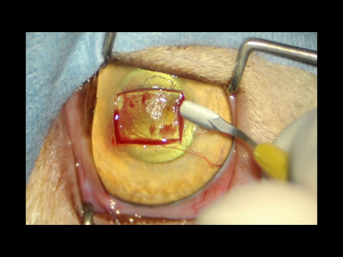 feline corneal  sequestrum- superficial keratectomy - EYECARE