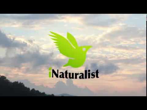 download lagu mp3 mp4 Inaturalist Logo, download lagu Inaturalist Logo gratis, unduh video klip Inaturalist Logo