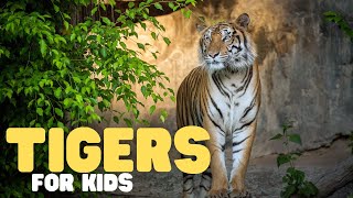 Tigers for Kids | Learn all about these jungle cats!