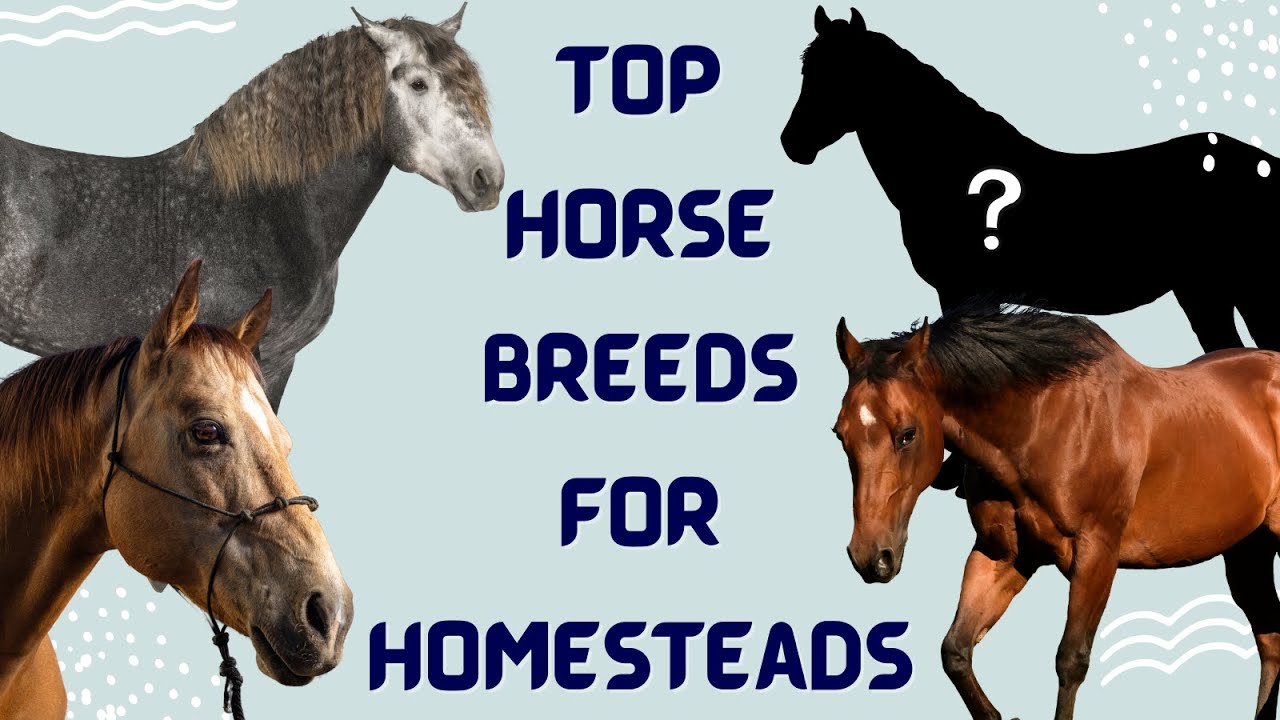 Top 10 Best Horses for Homesteads