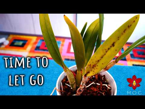 When to let go of Orchids? - Time to say goodbye 👋