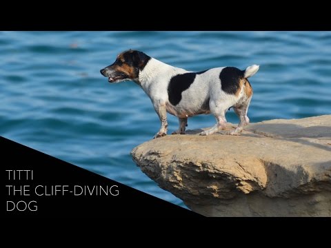 Titti: Malta's Cliff-Diving Dog