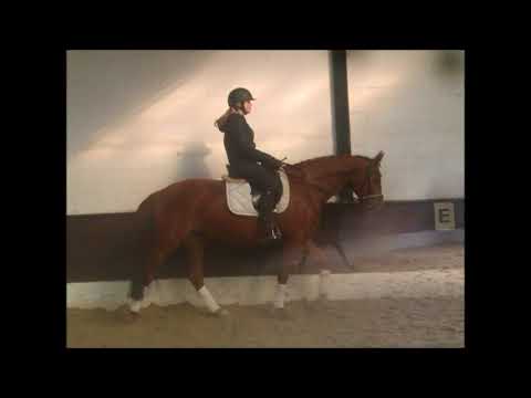 ETOSHA 5j. v. Edward - Grand Cru VB 6.500,- Euro