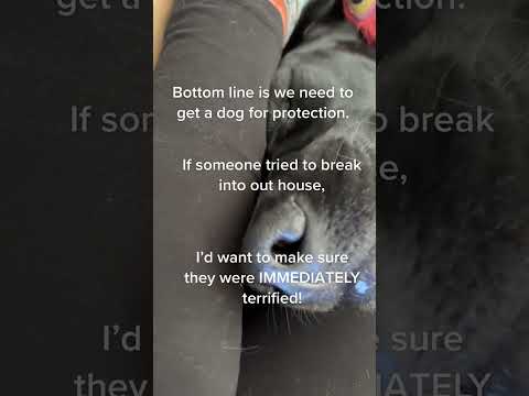 When River Barks, She Means It! #couchpotatoes