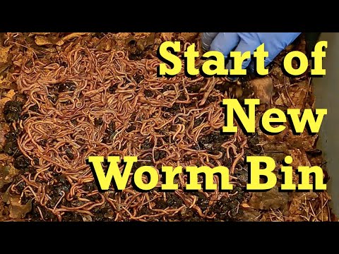 First haul-out of worms from 159-day red wiggler bin - vermicomposting