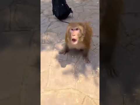 Monkey gets angry because park visitor decided to play on his button, Animal dubbing