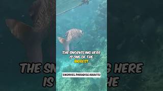 Chankanaab Park Cozumel Review - Snorkeling, Beach & Park Admission - Cruise Excursion Guide