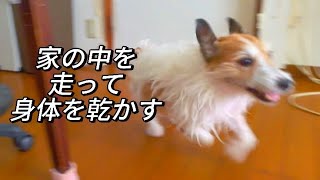 入浴後のジャックラッセルテリアは走る