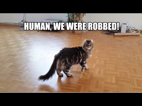 Moving day: 5 Cats react to empty house