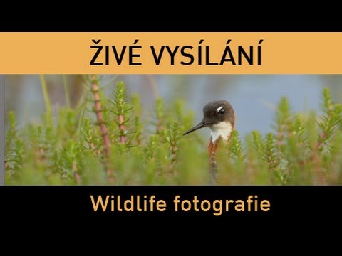 Fotograficky.guru – Fotografování živé přírody