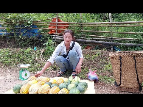 Full Video: 200 Days Building House, Farm Harvest crab, corn, watermelon and sell - Free Bushcraft