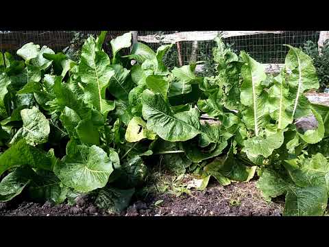 image-What insect eats horseradish?