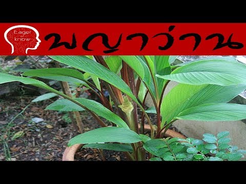 เมล็ดพันธุ์เล็ก ๆ บนหน้าอก การออกกำลังกายเพื่อเพิ่มเต้านม