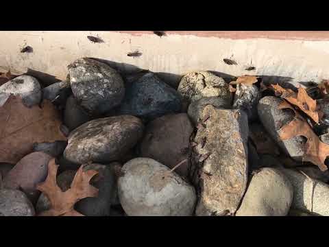 Boxelder Bugs Coming Out for the Spring...