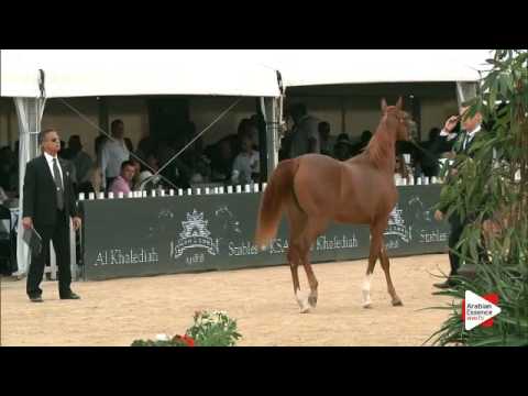 N.21 GHALYAH AL HAWAJER - Menton 2016 - Yearling Fillies (Class 1B)