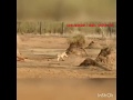 Tiger vs pack of dholes