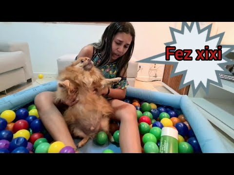 MONTEI UMA PISCINA DE BOLINHA DENTRO DE CASA E COLOQUEI MEU CACHORRO.