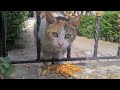 Cute Cat With Beautiful Eyes Does Not Want To Approach Me