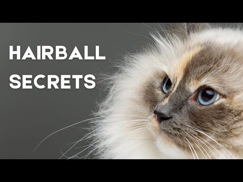 Hairballs in Cats: What Every Owner Needs to Know