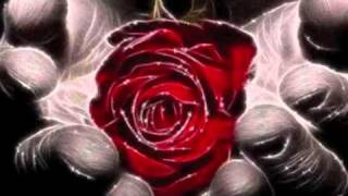 La rose   n&#39;oublie pas