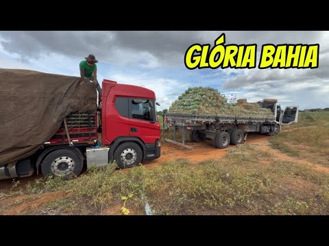 CARREGANDO MELANCIA 🍉 NO MUNICÍPIO DE GLÓRIA BAHIA 