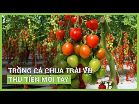 , title : 'Trồng cà chua trái vụ thu tiền mỏi tay | VTC16'