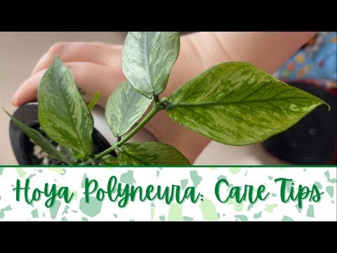 Propagating Hoya Polyneura/Hoya Polyneura Care