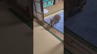 うさぎの日常その6 #うさぎ #うさぎのいる暮らし