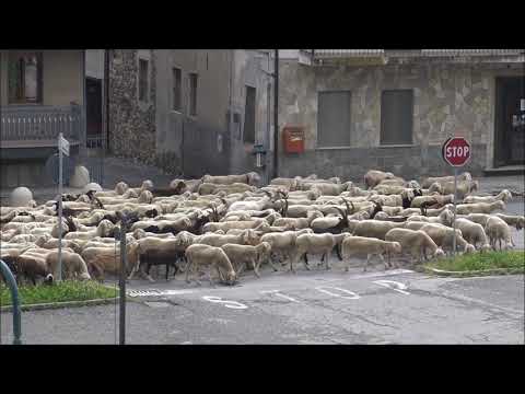 LA TRANSUMANZA DI PECORE E CAPRE DIRETTA AGLI ALPEGGI PASSA A ROBILANTE (CN) DOM. 9 - 6 - 2019