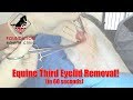 Removing The Third Eyelid Of A Horse
