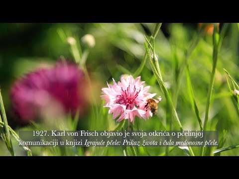 Medonosna pčela - čudo prirode  (Serbian subtitles)