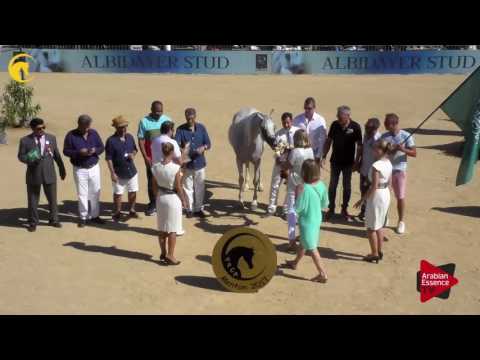 1 st place, N.73 SHIRIN BY AISHA - MENTON 2017 - Senior Female Championship (Class 13)