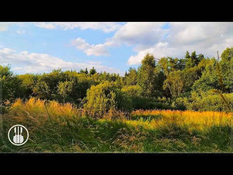 Summer Evening Meadow 🌾 Nature Ambience - Crickets Sounds and Birds for Sleep and Calm