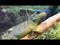 Hosanna Ministries Songs Jukebox Telugu Christian Songs Jukebox Latest Telugu Christian Songs