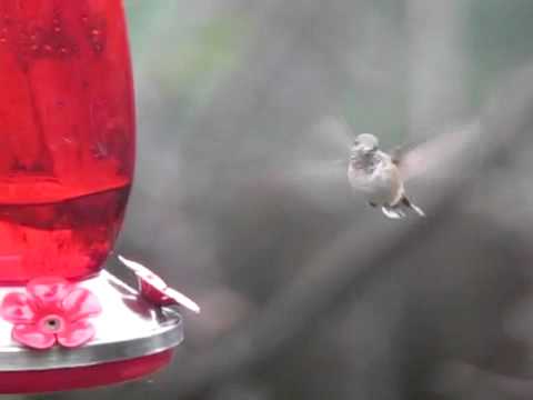 Calliope Hummingbird - Lancaster