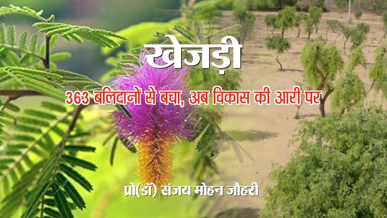 खेजड़ी || 363 बलिदानों से बचा, अब विकास की आरी पर || Prof(Dr) Sanjay Mohan Johri