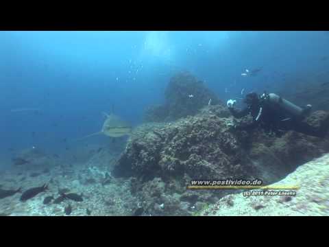 Galapagos - SCHÖNER TAUCHEN - Gruppenreise auf der „Humboldt Explorer" mit Peter Löseke