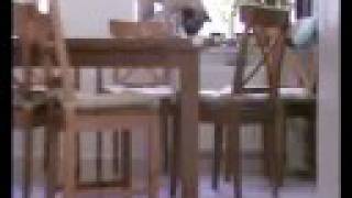 Ein Mops kam in die Küche