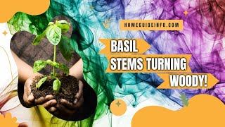 Basil Stems Turning Woody | These Are The Reasons Why Your Basil Plant Become Woody | 2022