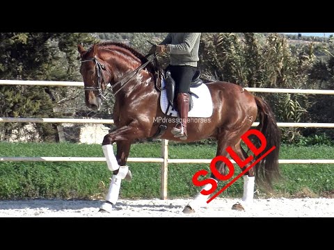 *SOLD* #MP222 | Andalusian PRE Stallion 2014 - Approx 1.69 m